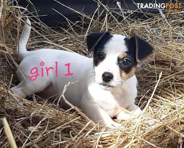 Tri- colour JACK RUSSELL PUPS!