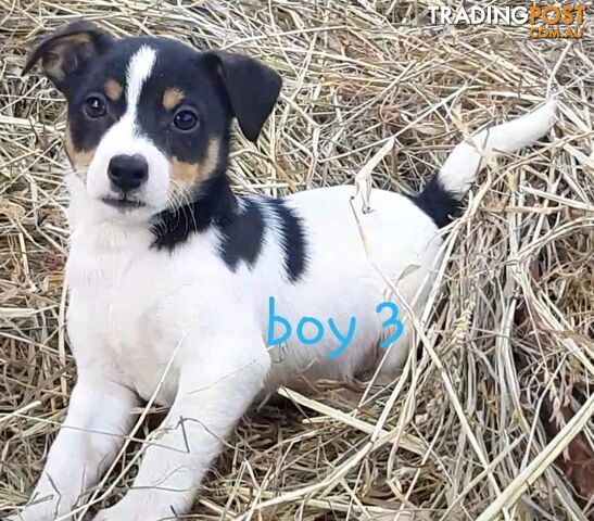 Tri- colour JACK RUSSELL PUPS!