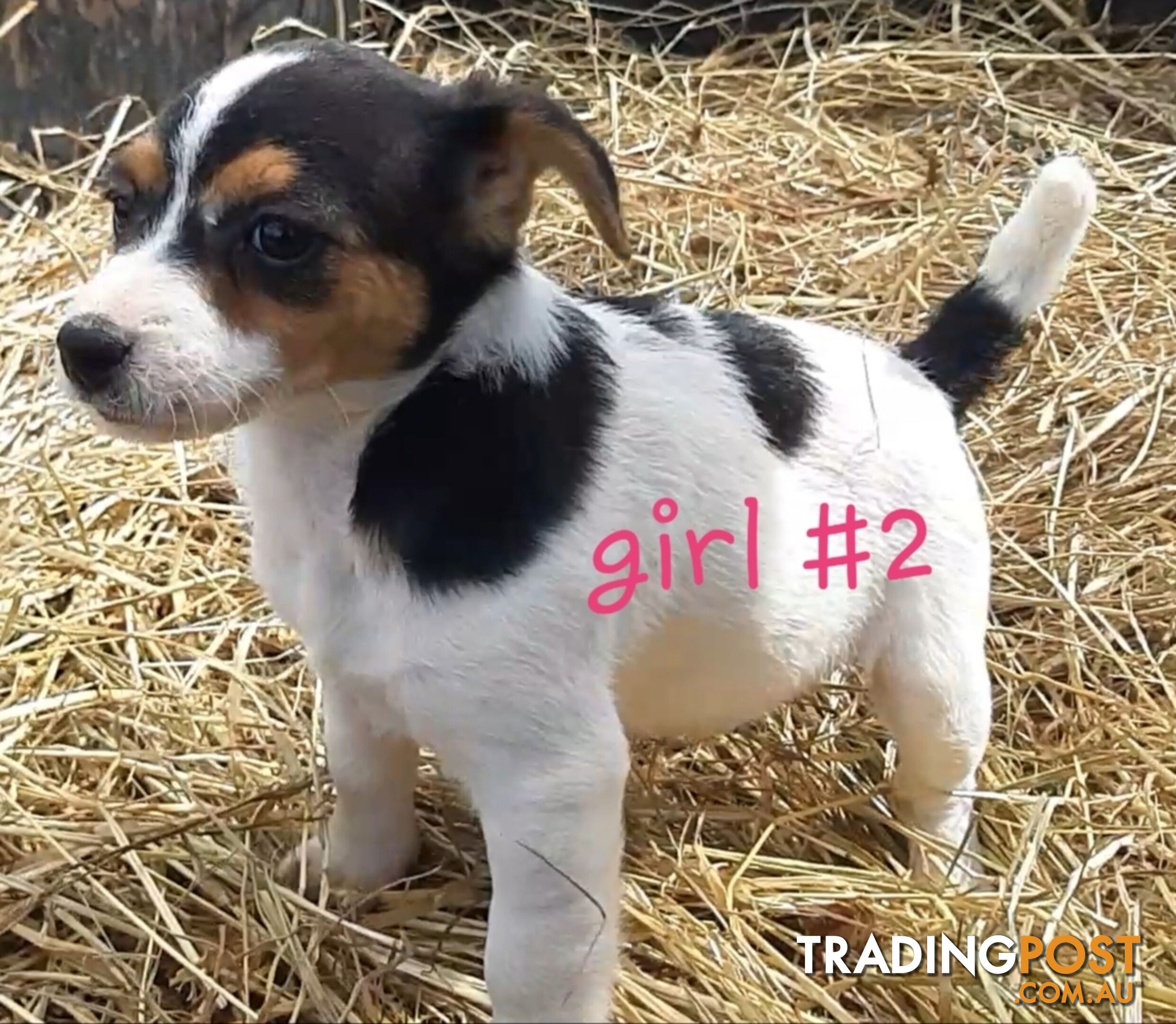 Tri- colour JACK RUSSELL PUPS!