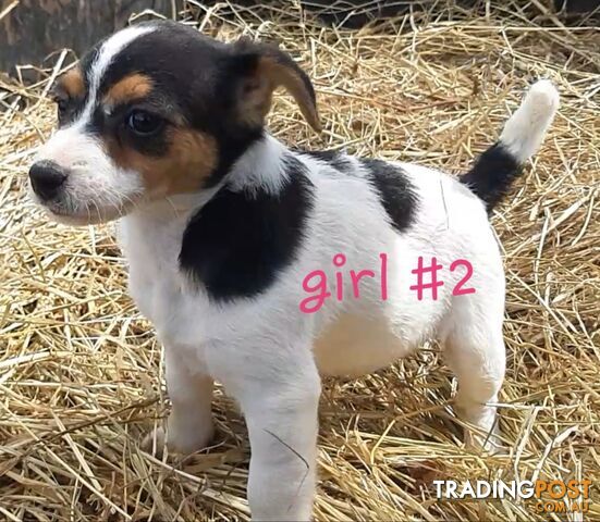 Tri- colour JACK RUSSELL PUPS!