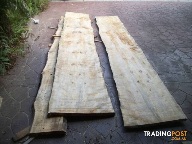 NORFOLK ISLAND PINE TIMBER SLABS - 2.4 to 3.8 mtrs x 40cm-80cm - photo 4 of 10