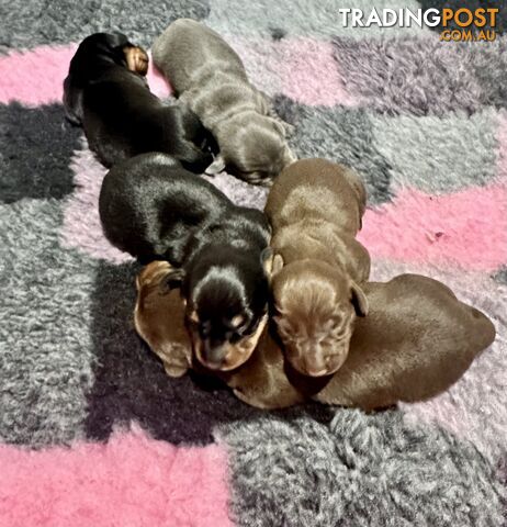 Adorable purebred Mini Dachshund puppies