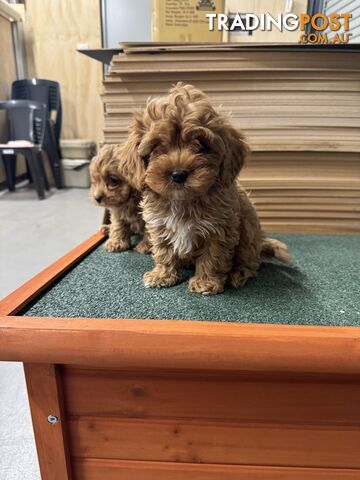 Cavoodle Puppies Male