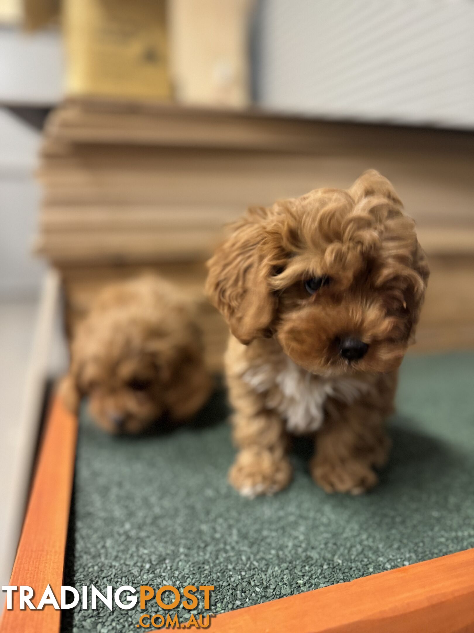 Cavoodle Puppies Male