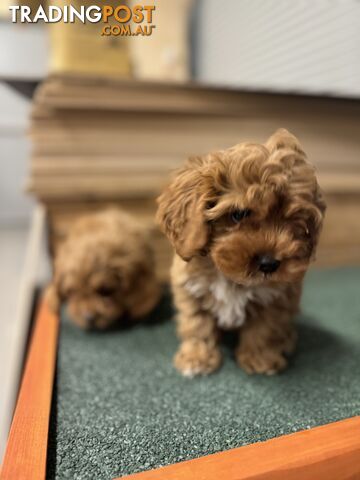 Cavoodle Puppies Male