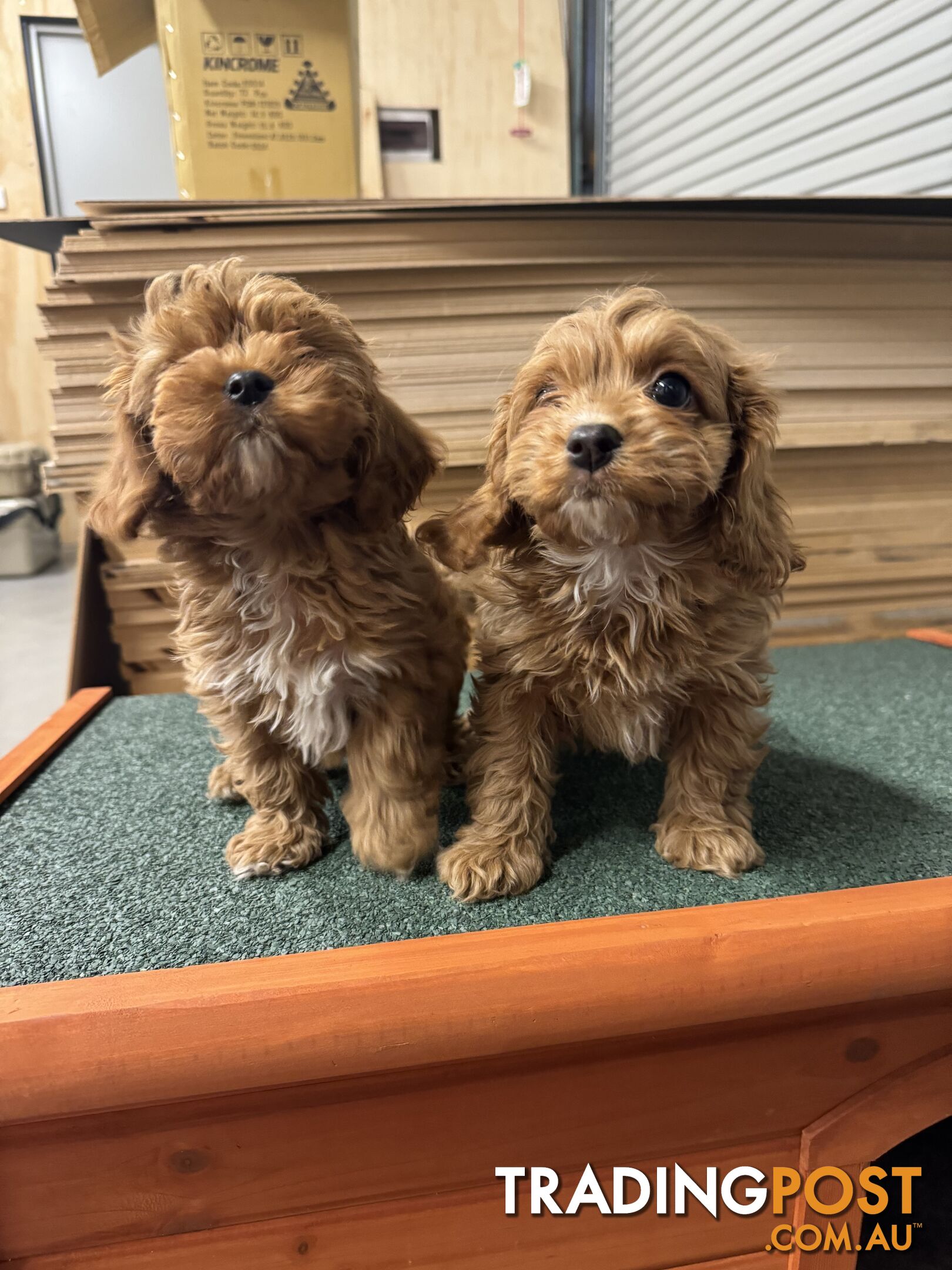 Cavoodle Puppies Male