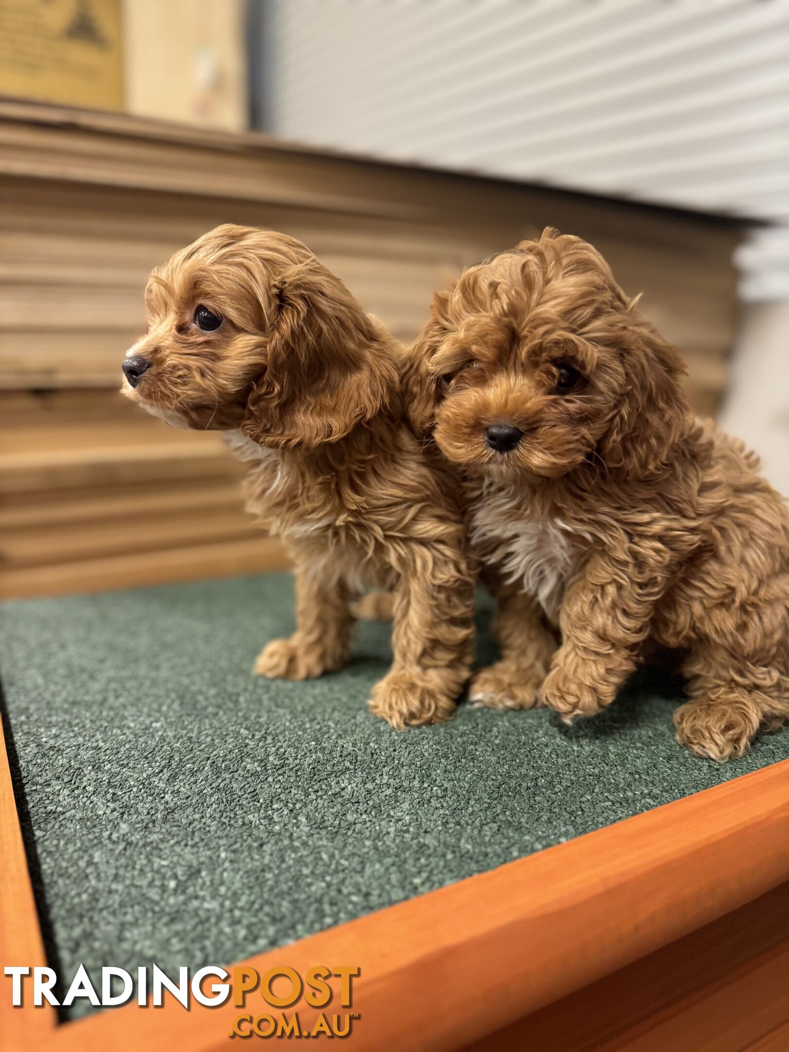 Cavoodle Puppies Male