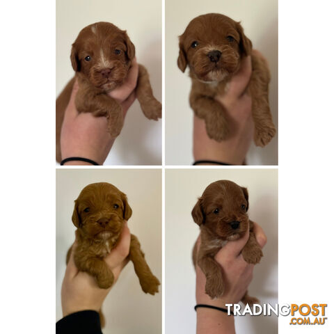 Cavoodle Puppies First Generation
