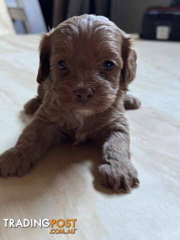 Cavoodle Puppies First Generation