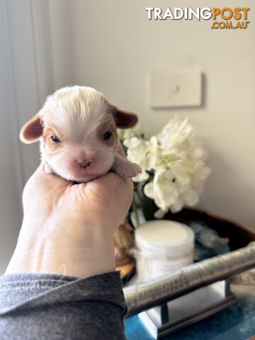 Cavalier Blenheim male puppies - pure breed