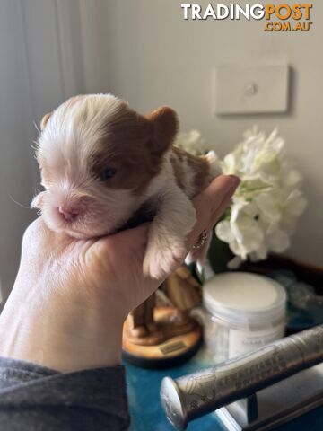 Cavalier Blenheim male puppies - pure breed