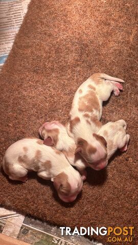 Cavalier Blenheim male puppies - pure breed