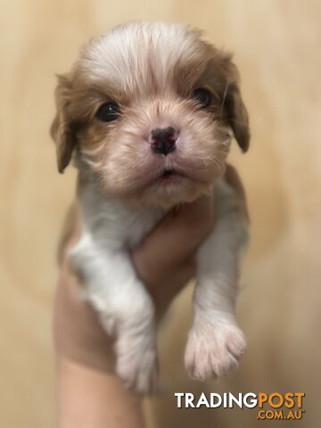 Cavalier Blenheim male puppies - pure breed