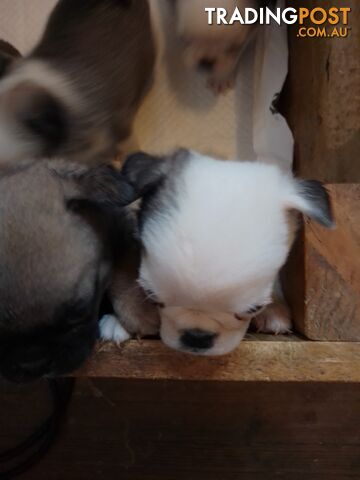 Pug puppies pure breed