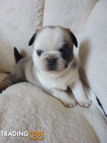 Non Inbread Pug Pugs pure breed