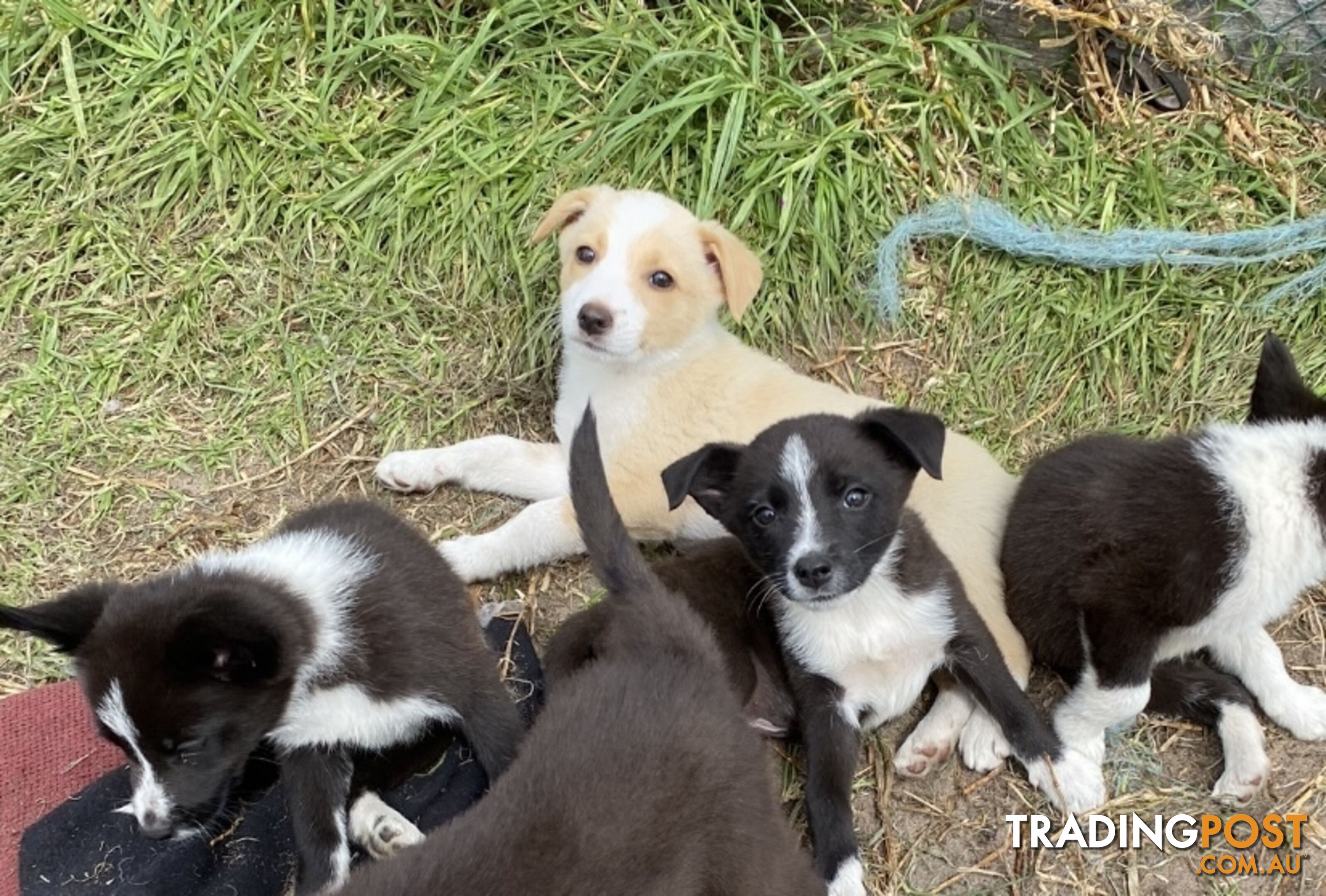 Border Collie puppies