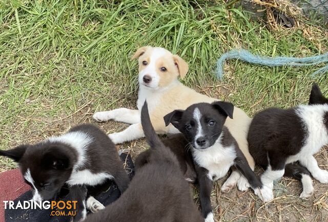 Border Collie puppies