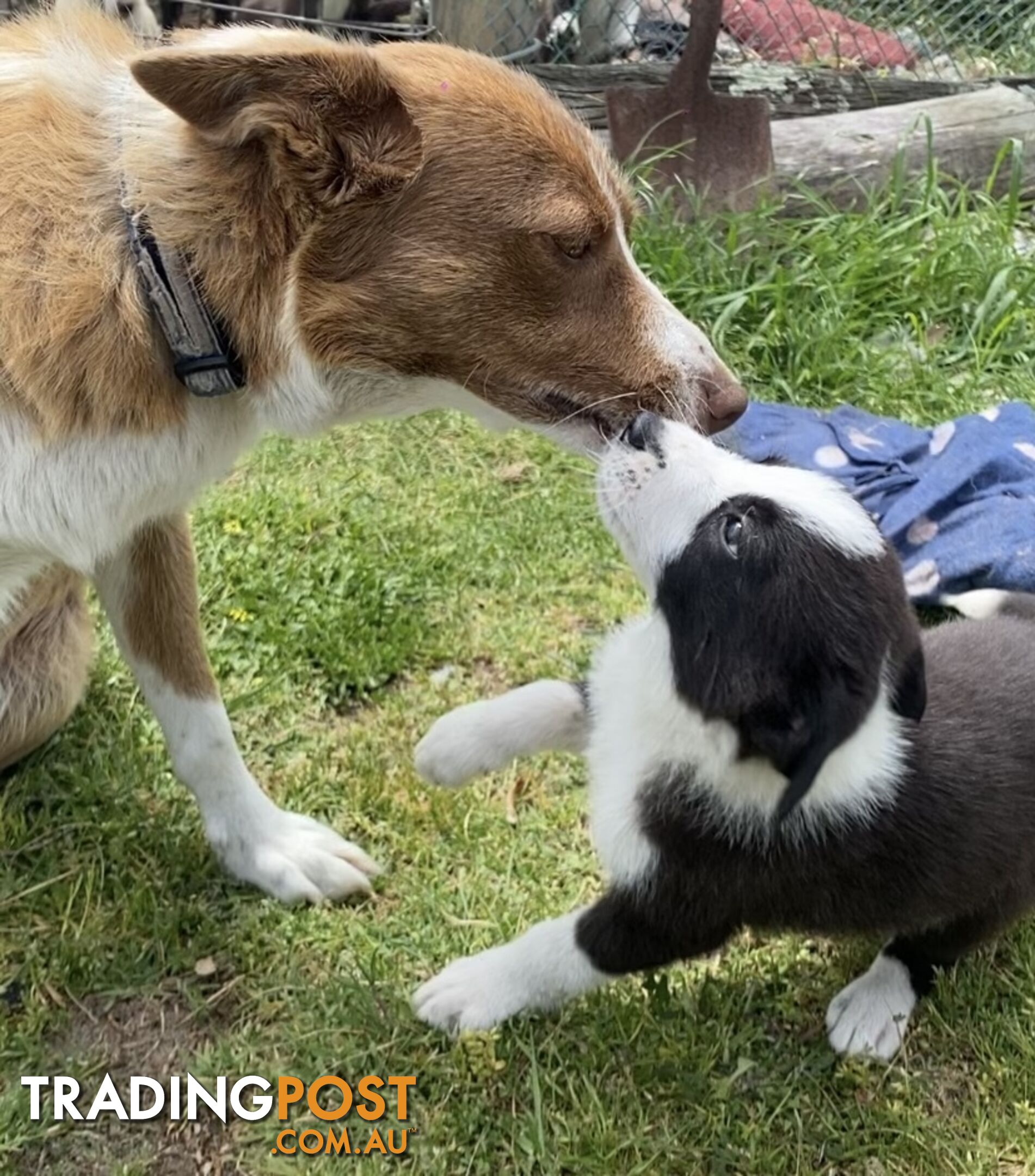 Border Collie puppies