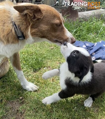 Border Collie puppies