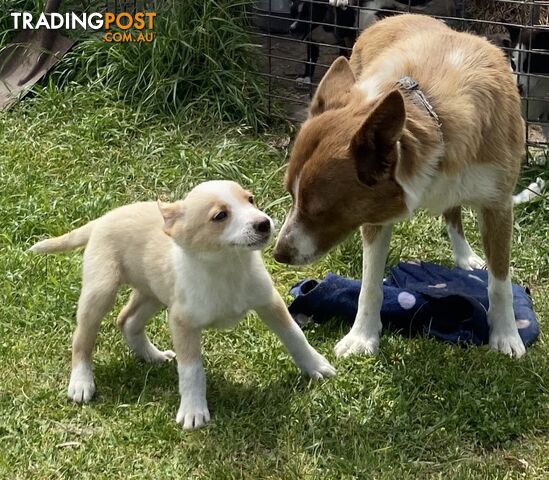 Border Collie puppies