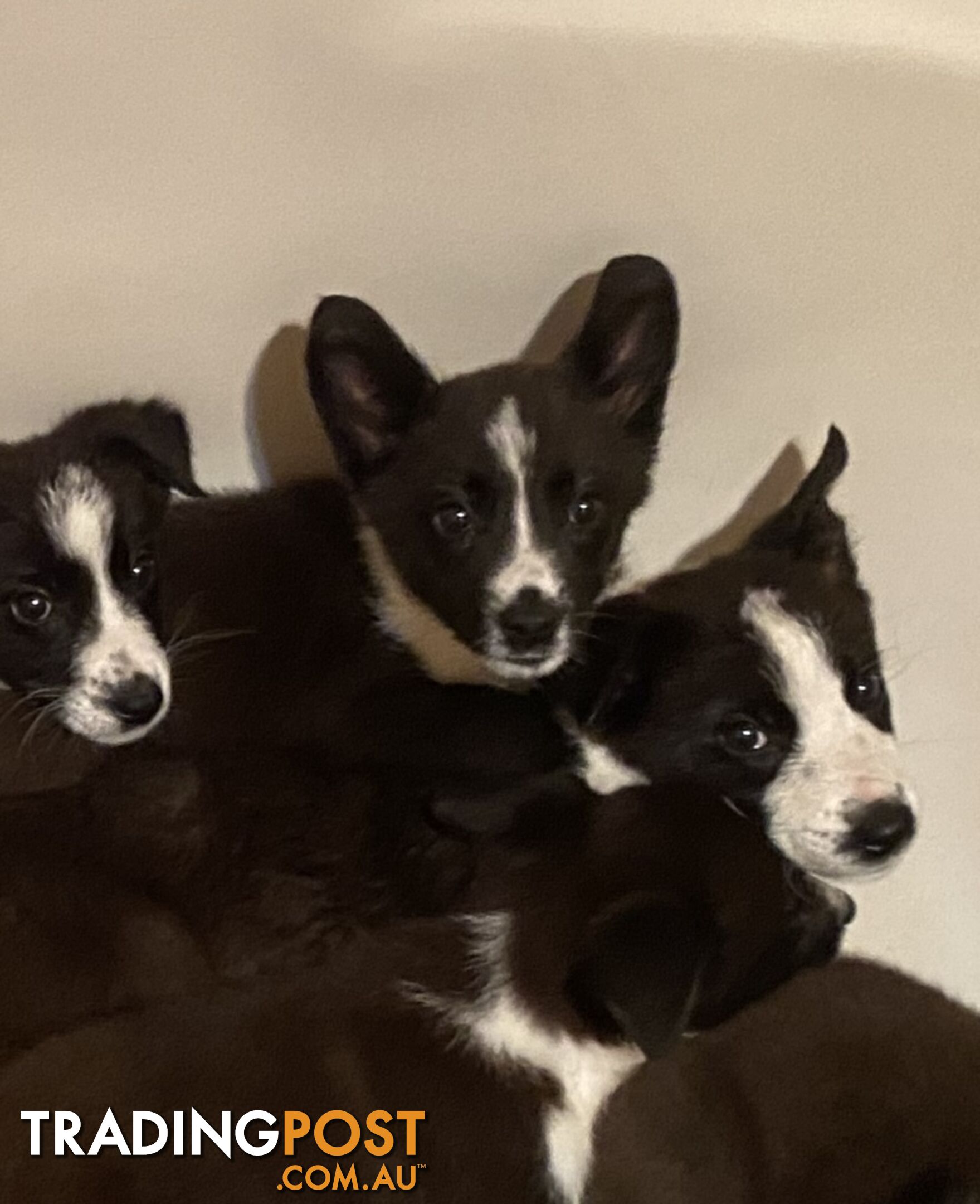 Border Collie puppies