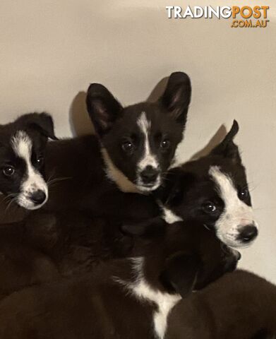 Border Collie puppies