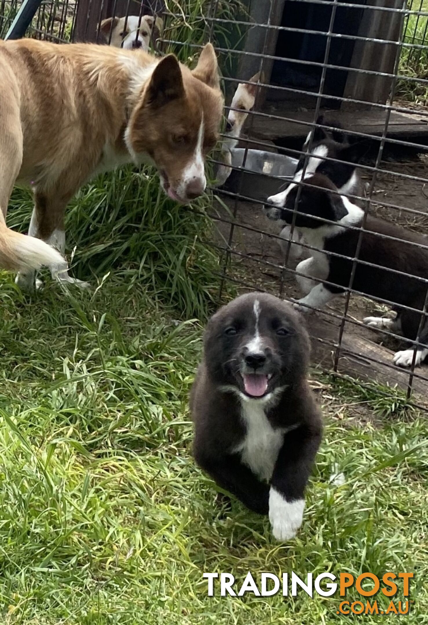 Border Collie puppies