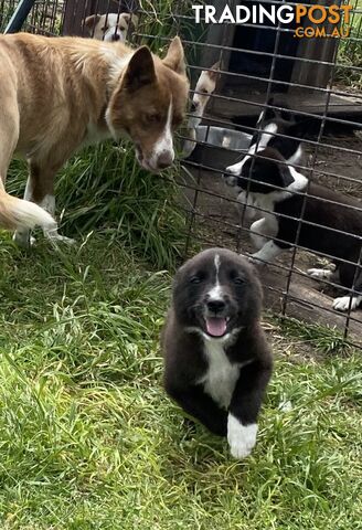 Border Collie puppies