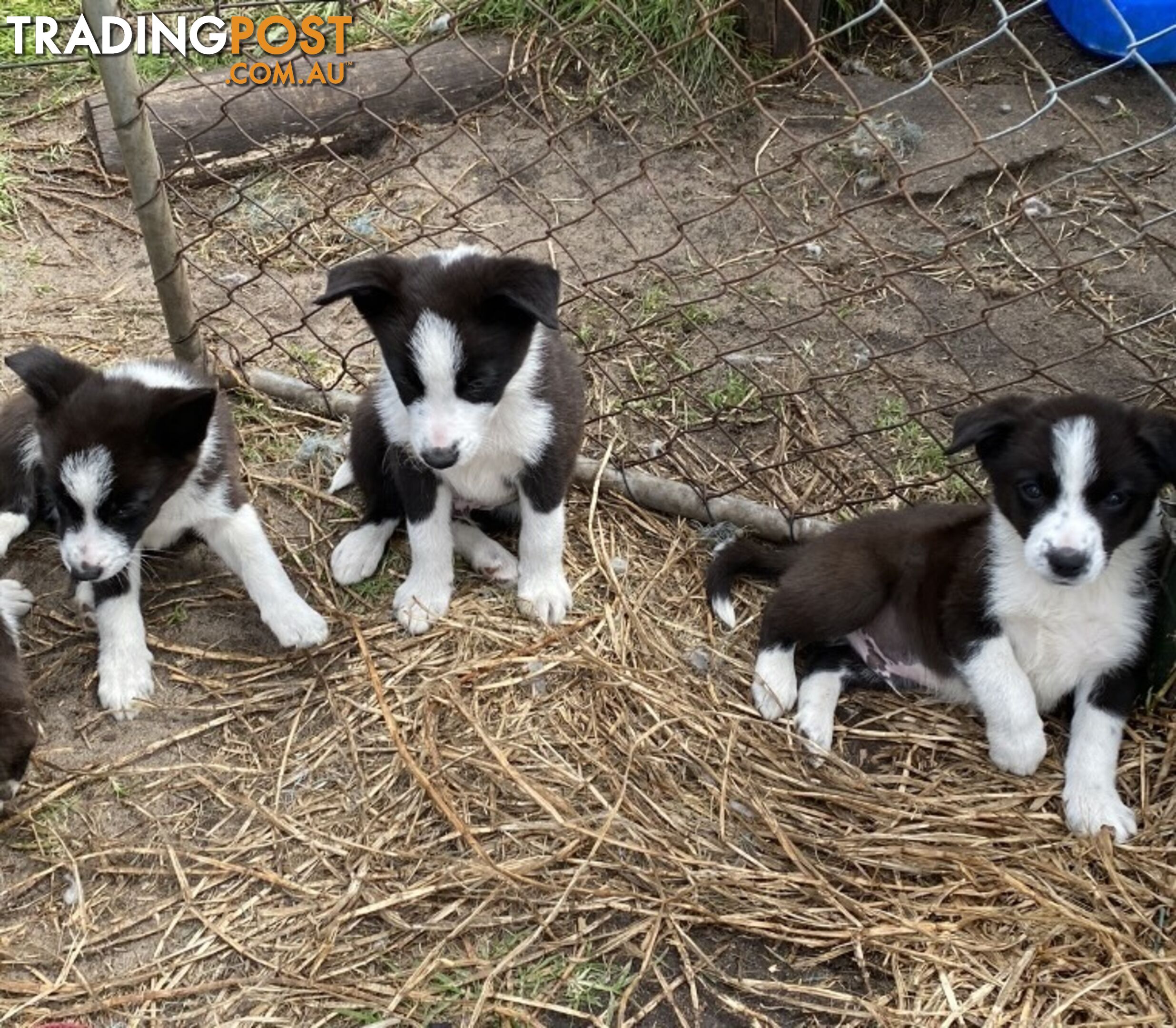 Border Collie puppies