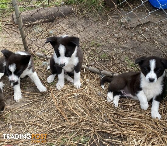 Border Collie puppies