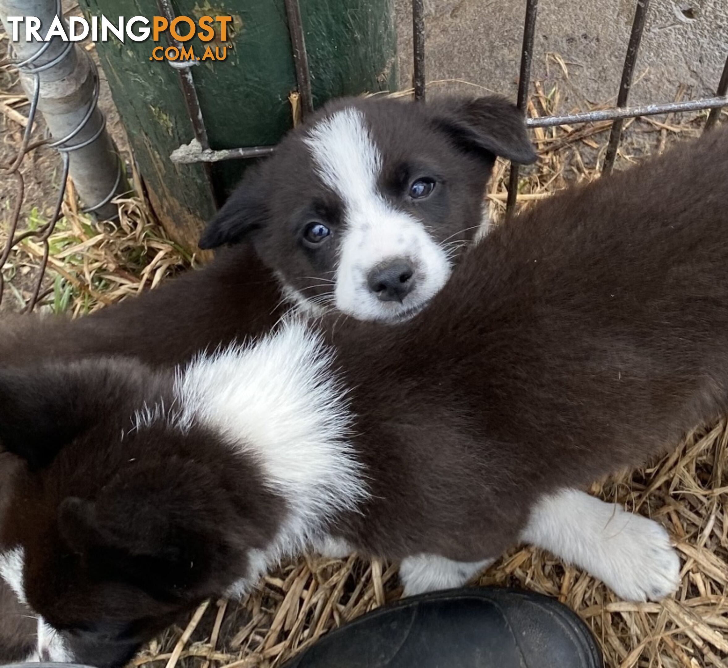 Border Collie puppies