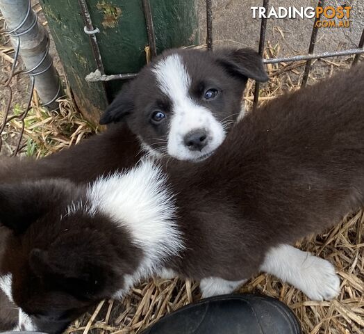 Border Collie puppies