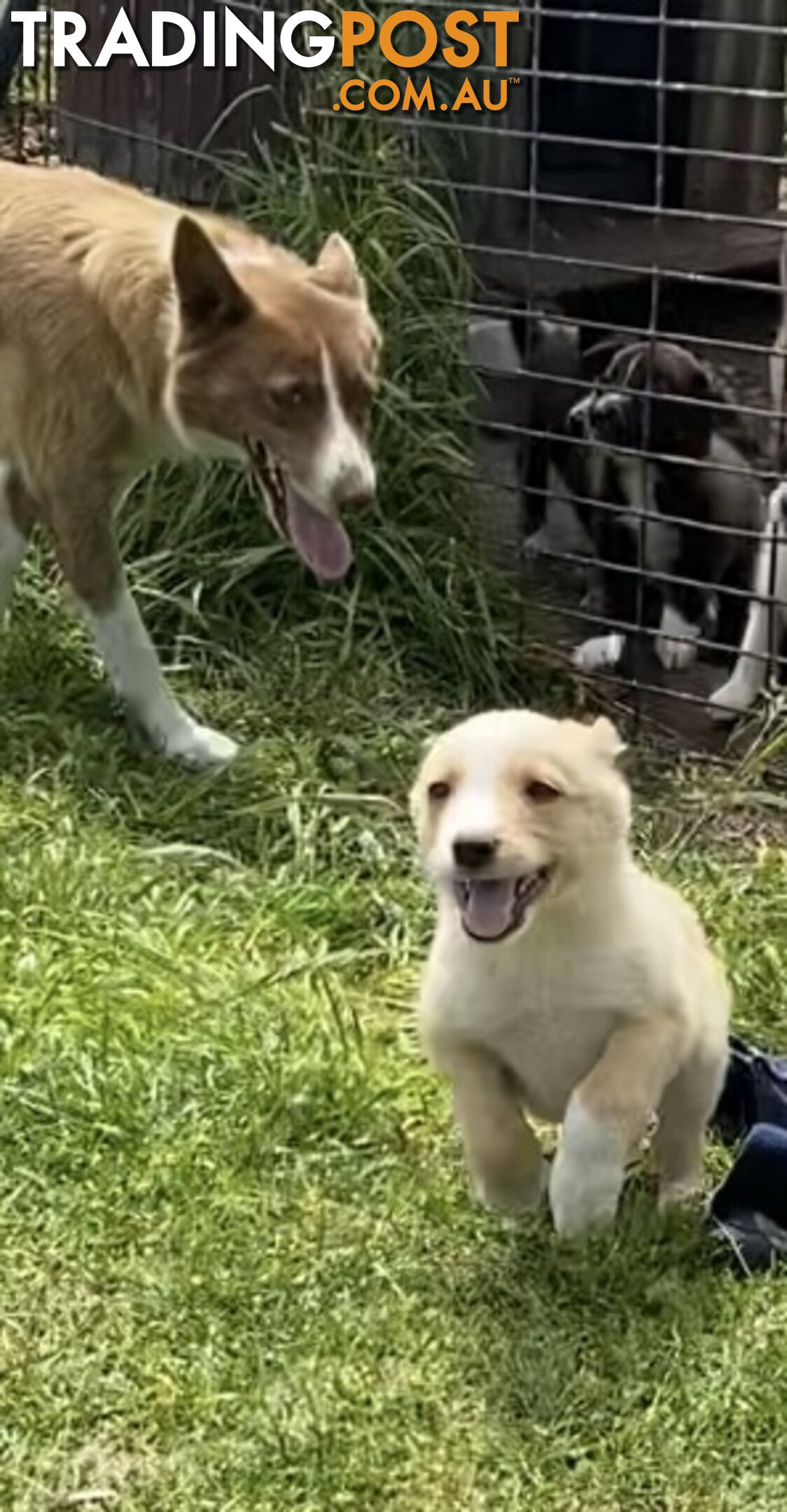 Border Collie puppies