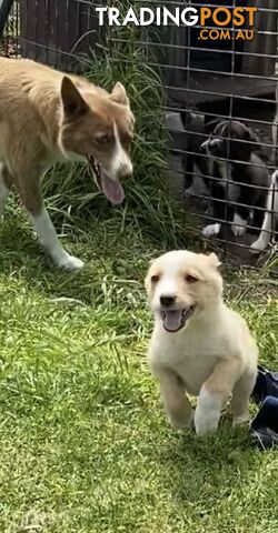 Border Collie puppies