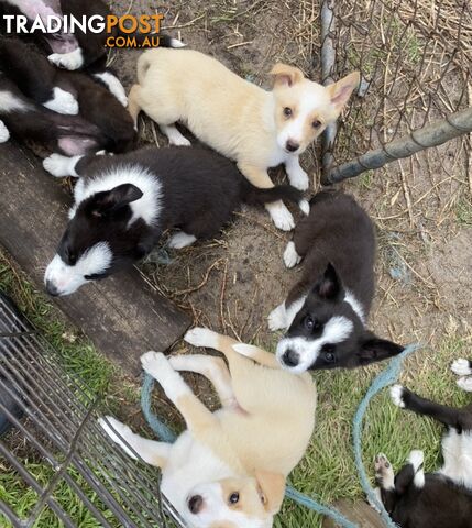 Border Collie puppies