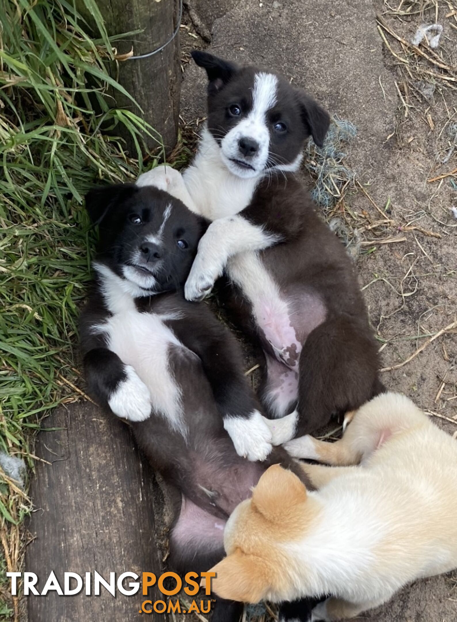 Border Collie puppies