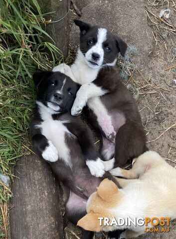 Border Collie puppies