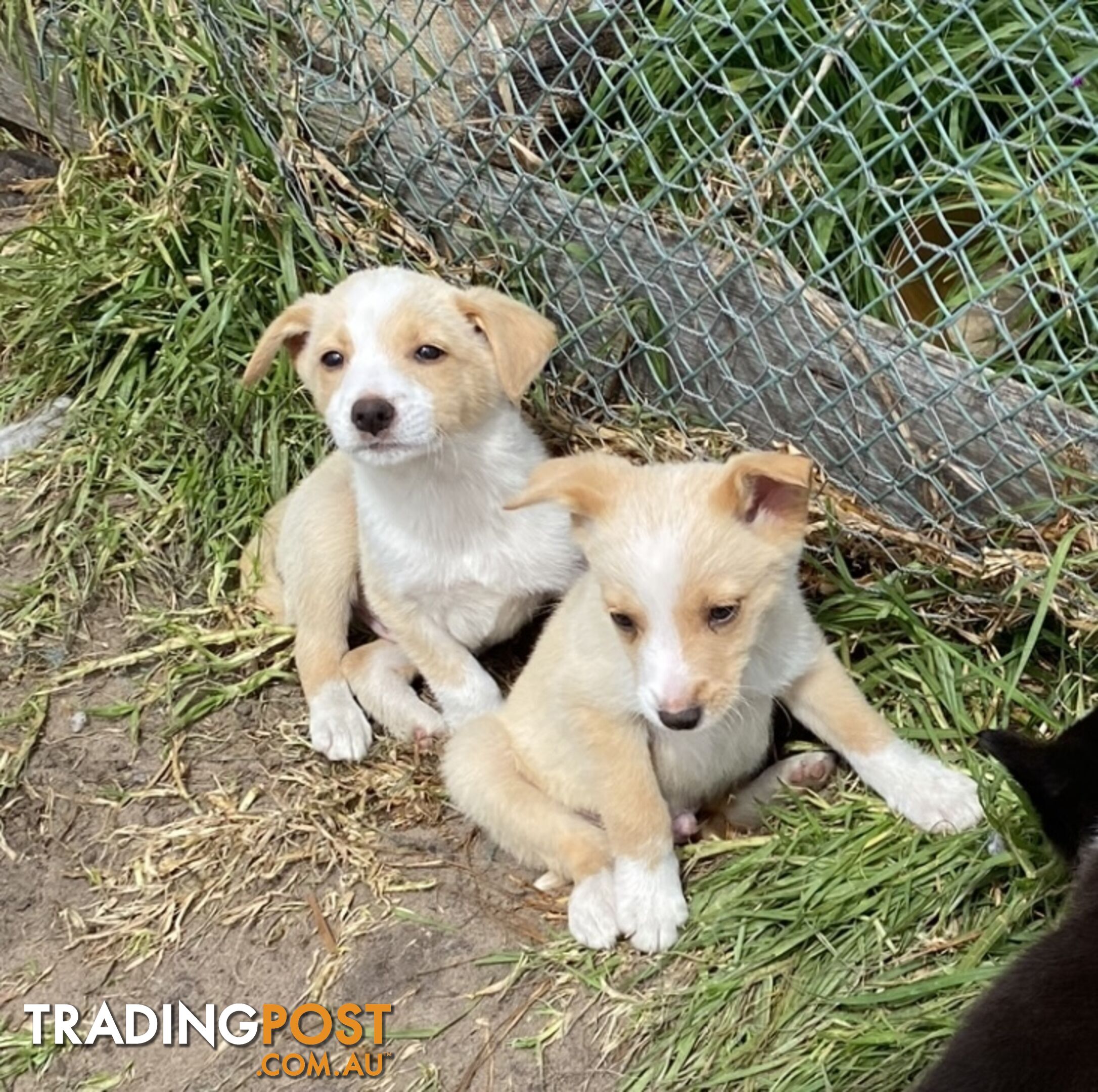 Border Collie puppies