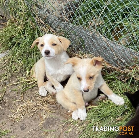 Border Collie puppies