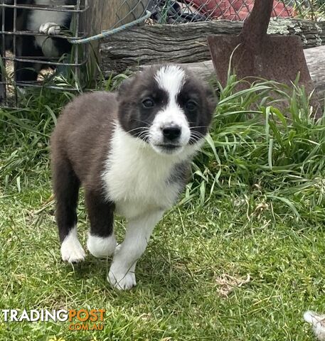 Border Collie puppies