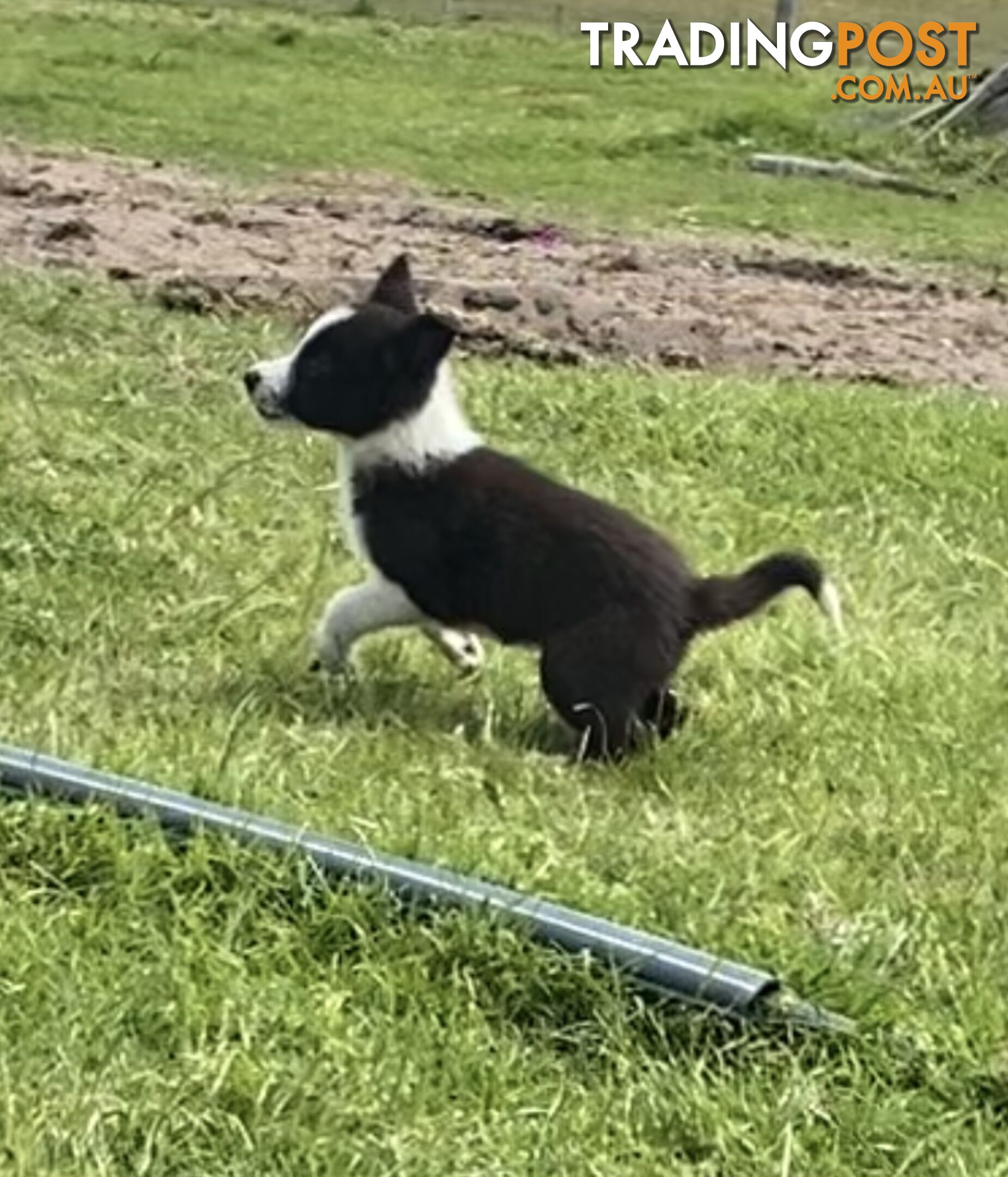 Border Collie puppies