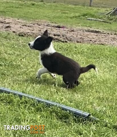 Border Collie puppies