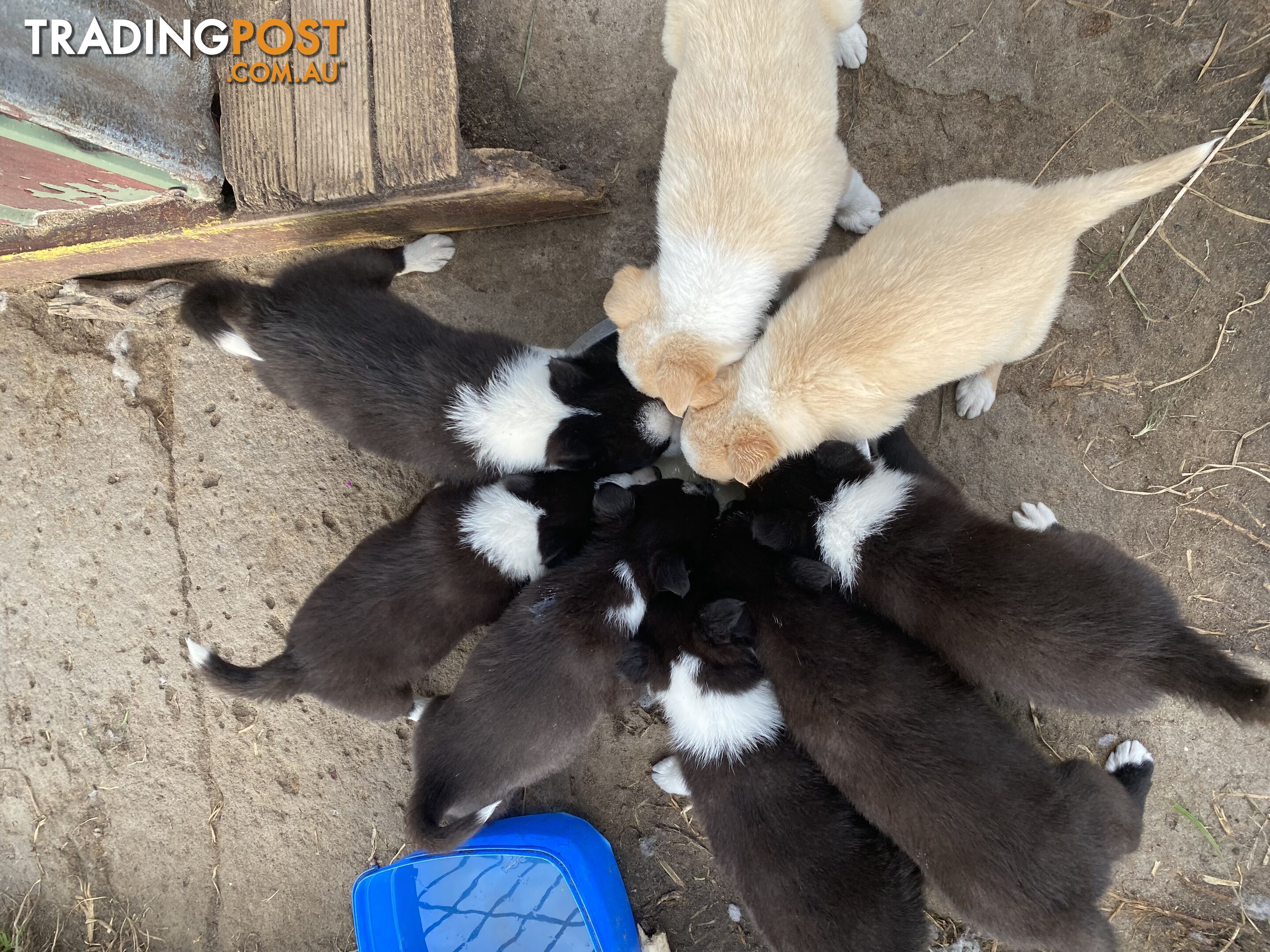 Border Collie puppies