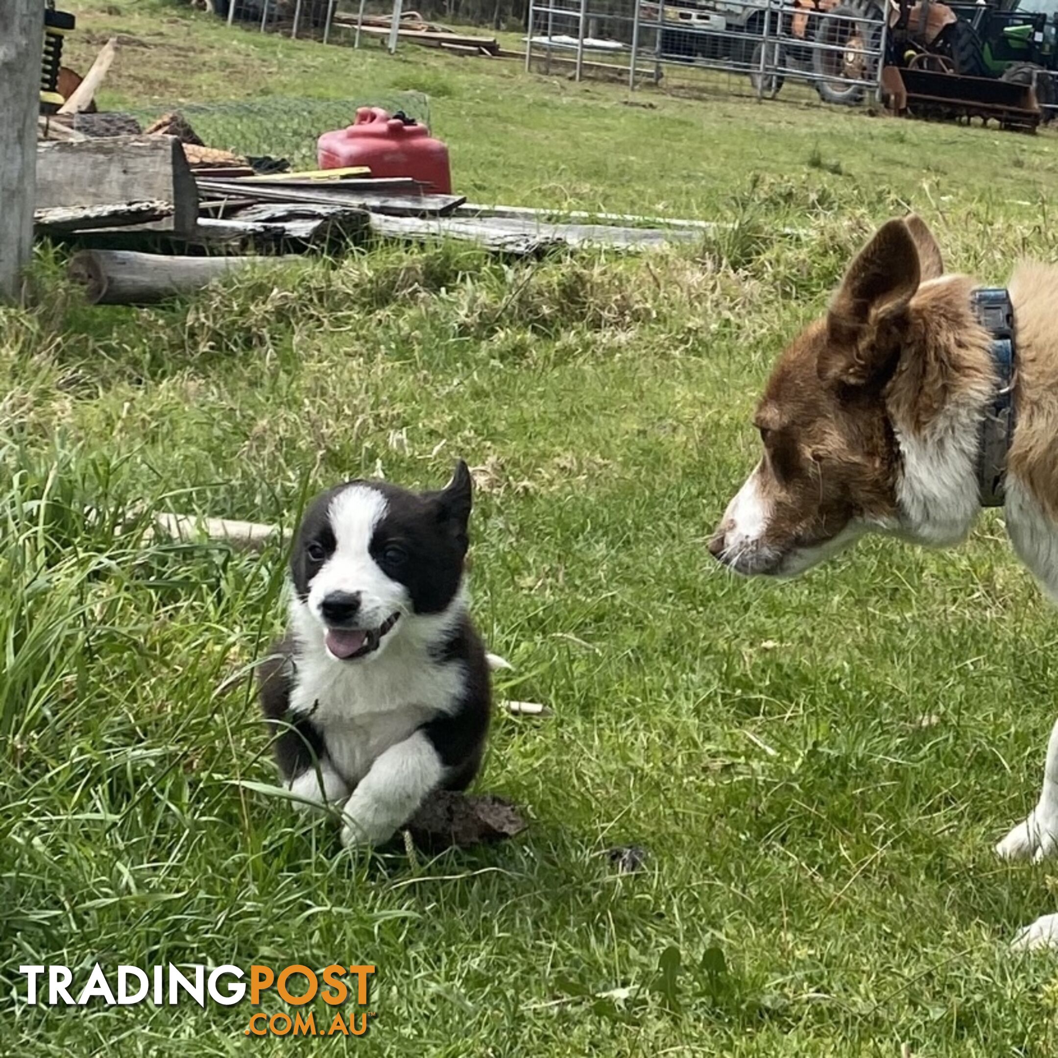 Border Collie puppies