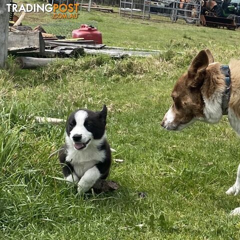 Border Collie puppies