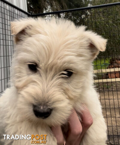 Scottish terrier x west highland terrier pups