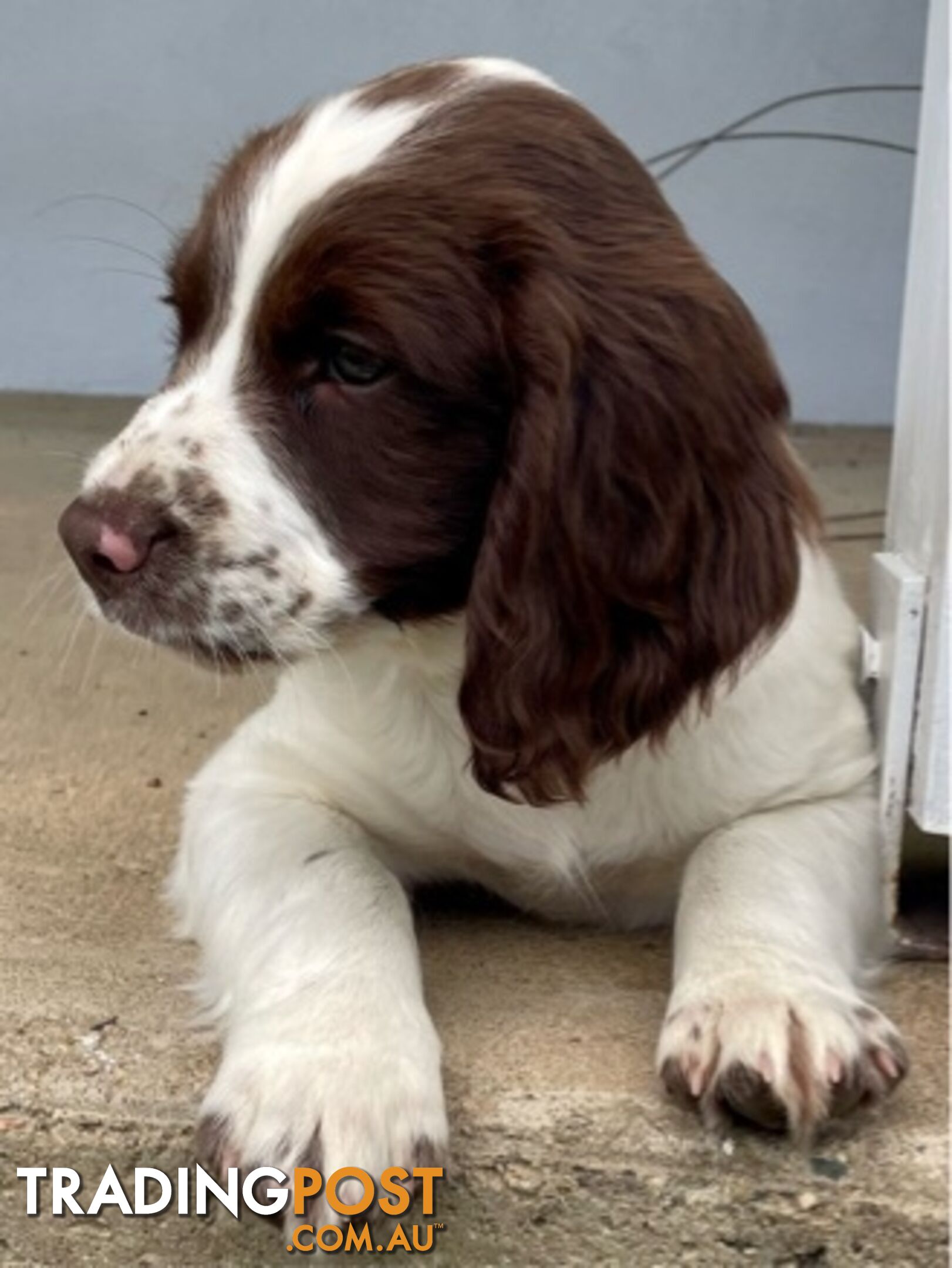 English Springer Spaniel