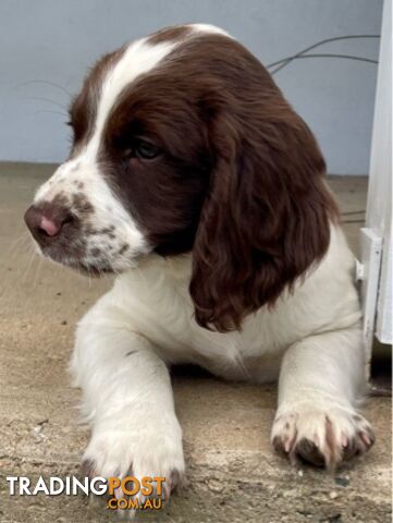 English Springer Spaniel