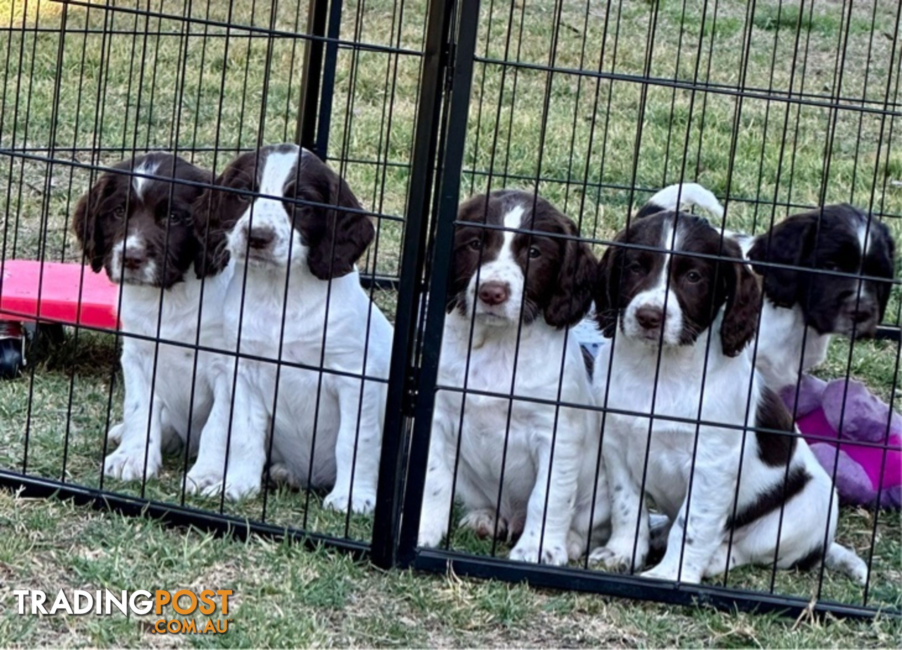 English Springer Spaniel