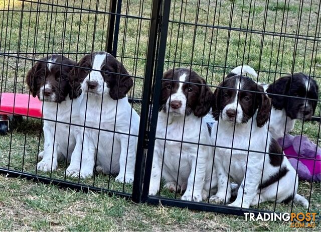 English Springer Spaniel